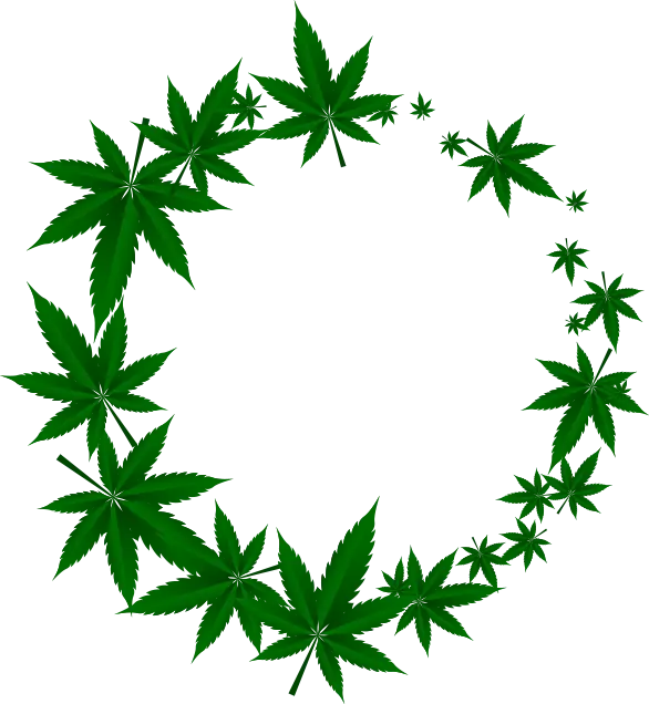 Marijuana leafs in a circle.