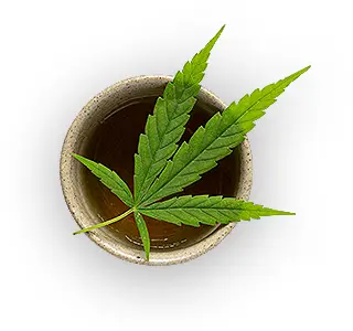 Potted marijuana plant.
